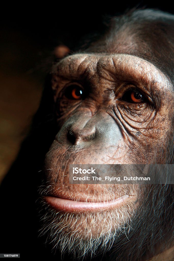 Chimp - Photo de Chimpanzé libre de droits