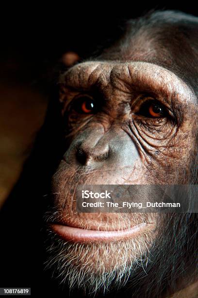 Chimp - zdjęcia stockowe i więcej obrazów Szympans - Szympans, Portret, Bez ludzi