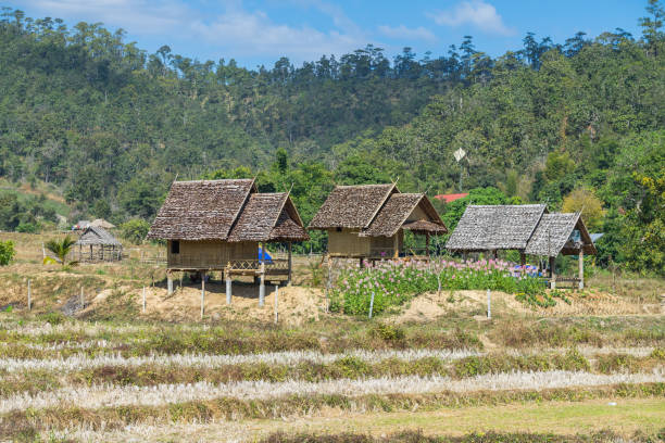 istock Wood hut in the rice field 1081768492