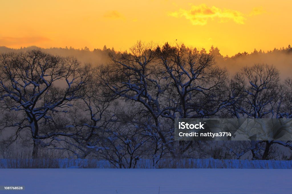 paisaje de invierno - Foto de stock de Aire libre libre de derechos