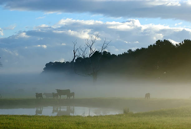 vacas in the fog - winter agriculture ranch field - fotografias e filmes do acervo