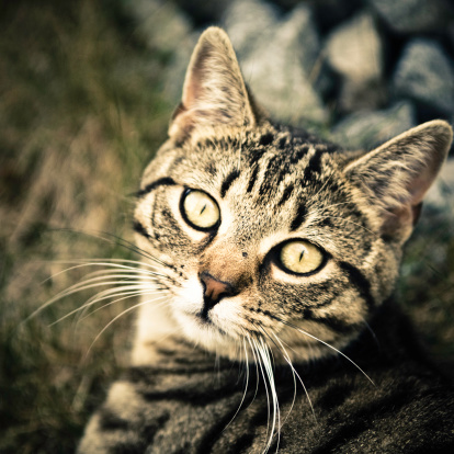 portrait of a young tabby cat with a blur or bokeh background
