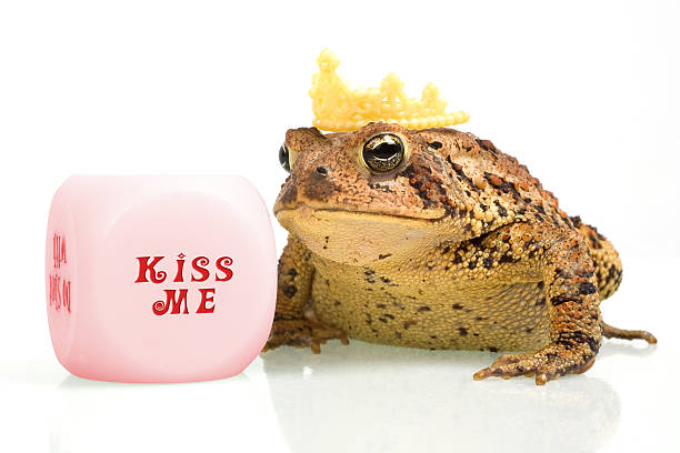 grenouille avec la couronne à côté de kiss me jeu de dés - ugliness crown valentines day frog photos et images de collection