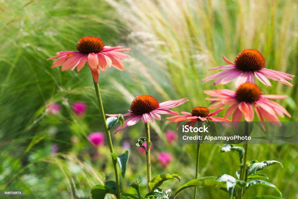 Echinacea famiglia con erbe - Foto stock royalty-free di Aiuola