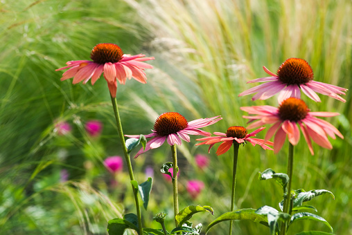 Magnificent purple echinacea flowers in a beautiful garden in Canada