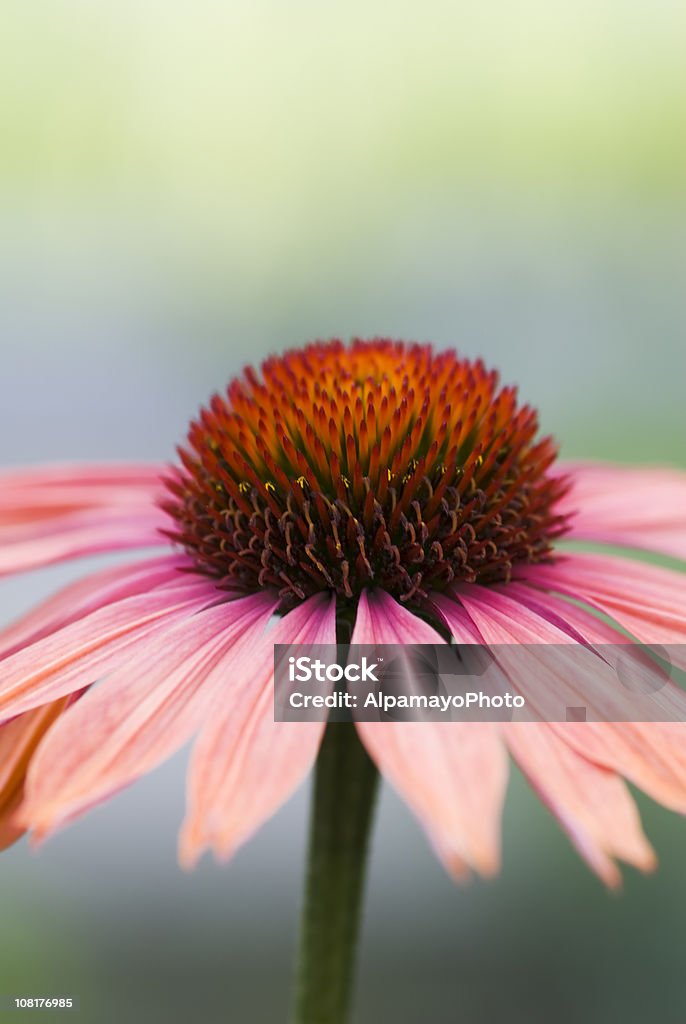 Bocciolo di fiore di Echinacea - Foto stock royalty-free di Echinacea - Famiglia delle margherite