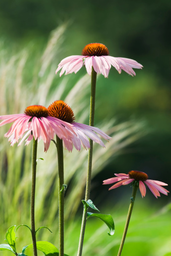 Close up of  echinacea flowers in bloom