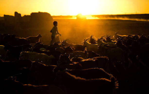 petit garçon mener un troupeau de chèvres au crépuscule - goat independent mongolia kazakhstan desert photos et images de collection