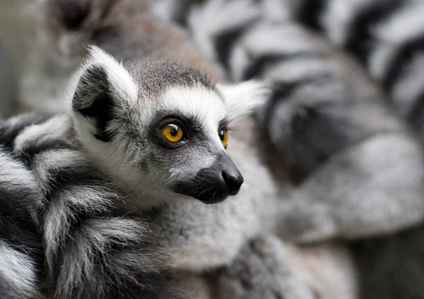 Young Ring-tailed Lemur Portrait of a cute young lemur, which is huddled together with friends. Sharp focus on the facing eye. lemur catta stock pictures, royalty-free photos & images