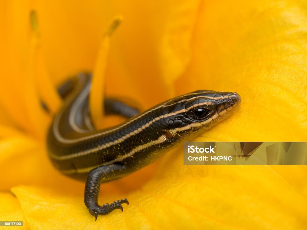 Small Baby Lizard / Skink In Yellow Day Lily Flower  Animals In The Wild Stock Photo