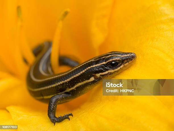 Small Baby Lizard Skink In Yellow Day Lily Flower Stock Photo - Download Image Now