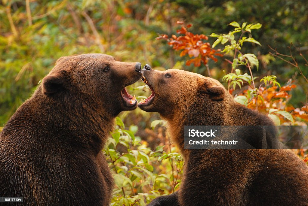 Ursos beijando - Foto de stock de Romance royalty-free