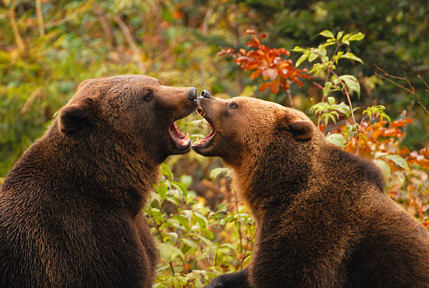 ursos beijar - bear animal kissing forest imagens e fotografias de stock