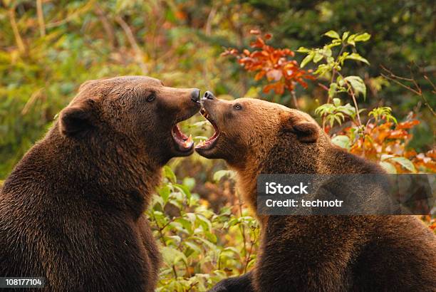 Foto de Ursos Beijando e mais fotos de stock de Romance - Romance, Urso, Animal