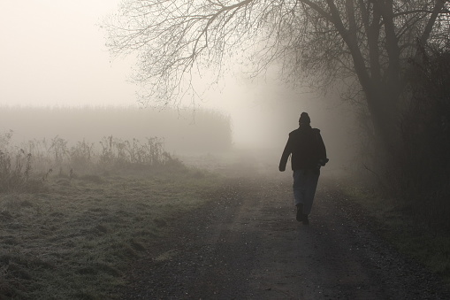 A man walking alone in a lane of trees on a foggy, spring morning. Drenthe, Holland.