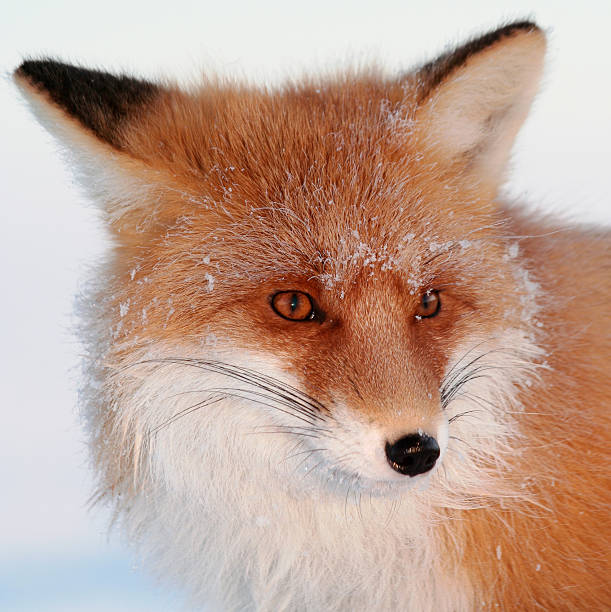 Fox look. stock photo