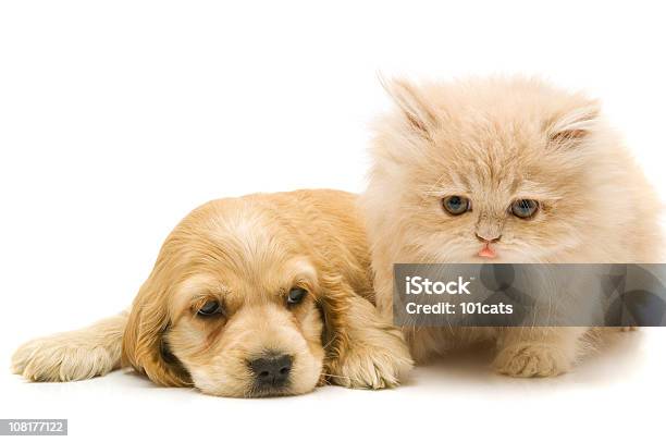 Friends Stock Photo - Download Image Now - Puppy, Kitten, White Background