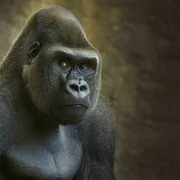 Photo of Portrait of Male Lowland Gorilla in Captivity