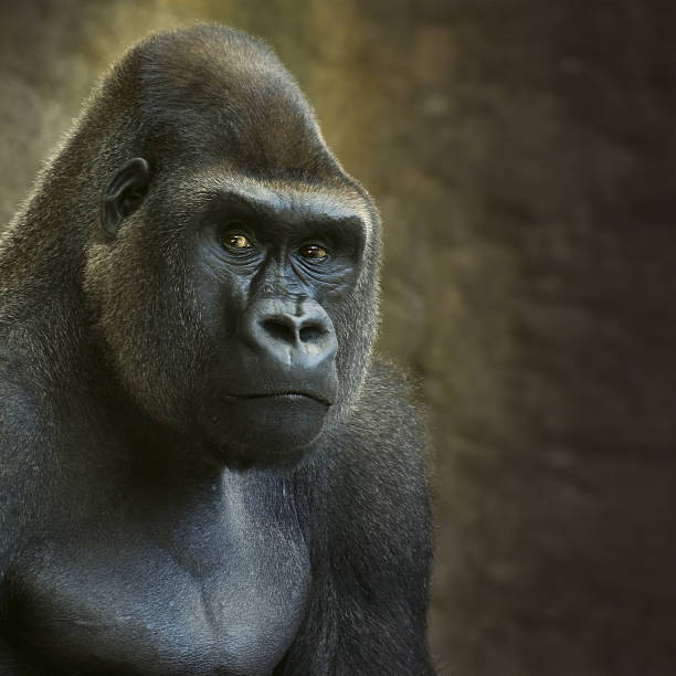 portret mężczyzny goryl nizinny w niewoli - gorilla zoo animal silverback gorilla zdjęcia i obrazy z banku zdjęć