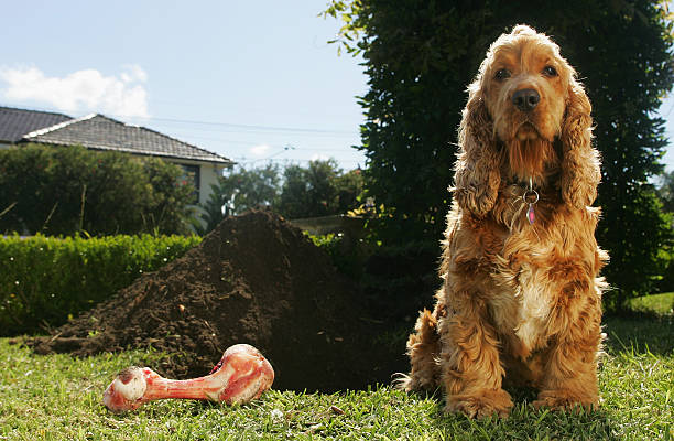 Cockerspaniel and Dog Bone Beside Large Dug Hole  burying stock pictures, royalty-free photos & images