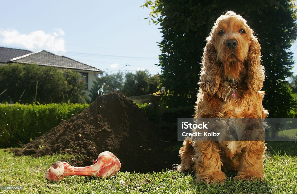 Cockerspaniel e Osso para Cão ao lado de grande Dug - Royalty-free Cão Foto de stock