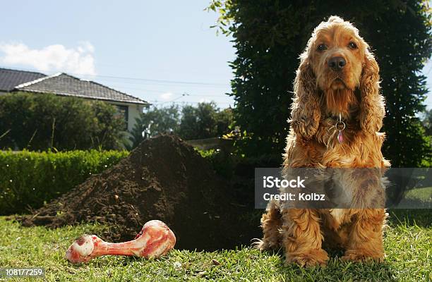 Cockerspaniel E Osso Para Cão Ao Lado De Grande Dug - Fotografias de stock e mais imagens de Cão