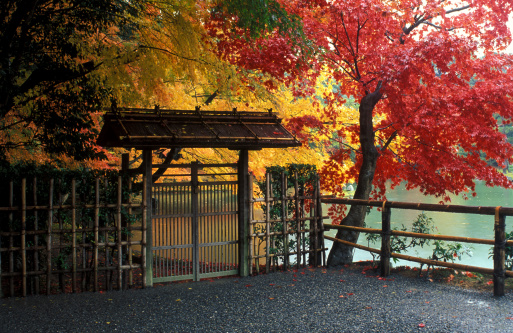 Image of autumn leaves in the park at their peak