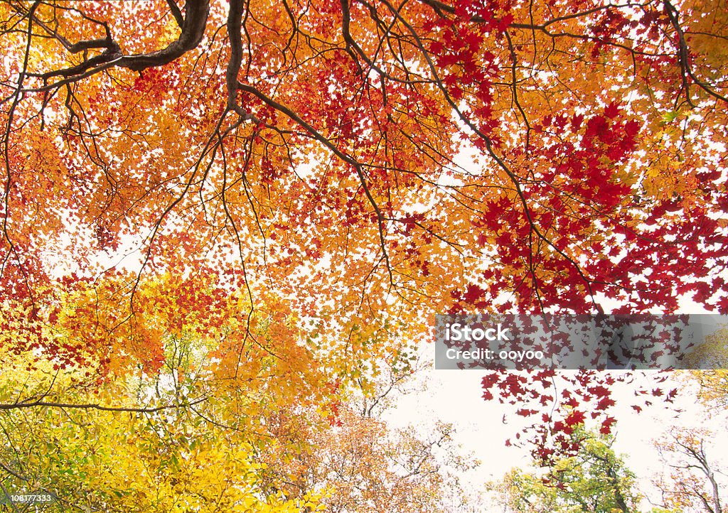 Jesienią liście i drzew - Zbiór zdjęć royalty-free (Gałąź - część rośliny)