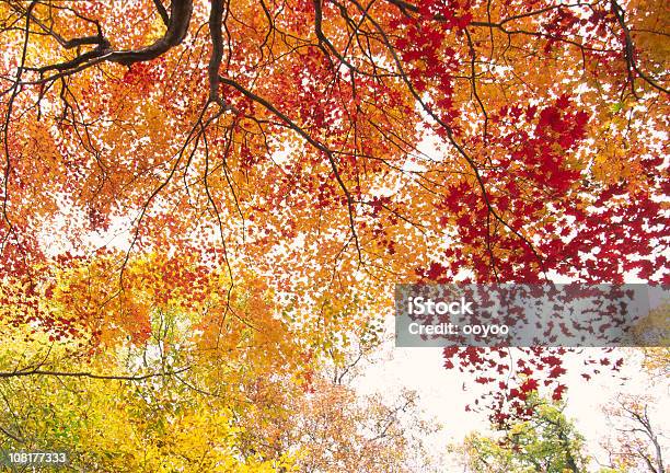 Jesienią Liście I Drzew - zdjęcia stockowe i więcej obrazów Gałąź - część rośliny - Gałąź - część rośliny, Jesień, Pochmurny