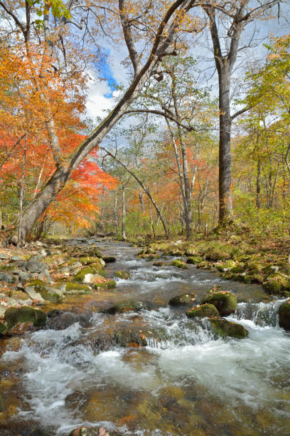 istock Autumn woodsy river 21 1081773690