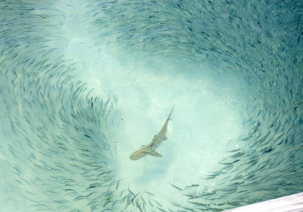 Reef Shark Swimming Around School of Fish  blacktip reef shark stock pictures, royalty-free photos & images