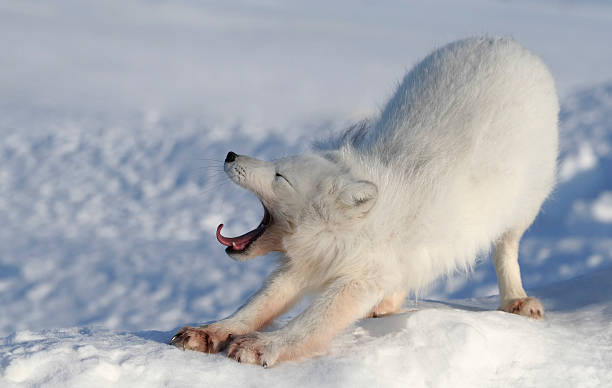 Fox yawning. (Alopex lagopus) Arctic fox. Wildlife. Arctic,  Kolguev Island, Barents Sea, Russia.
[url=file_closeup.php?id=5311420][img]file_thumbview_approve.php?size=1&amp;id=5311420[/img][/url] [url=file_closeup.php?id=4098515][img]file_thumbview_approve.php?size=1&amp;id=4098515[/img][/url] [url=file_closeup.php?id=4182268][img]file_thumbview_approve.php?size=1&amp;id=4182268[/img][/url] [url=file_closeup.php?id=4650010][img]file_thumbview_approve.php?size=1&amp;id=4650010[/img][/url] [url=file_closeup.php?id=5311534][img]file_thumbview_approve.php?size=1&amp;id=5311534[/img][/url] [url=file_closeup.php?id=5311341][img]file_thumbview_approve.php?size=1&amp;id=5311341[/img][/url] [url=file_closeup.php?id=5657949][img]file_thumbview_approve.php?size=1&amp;id=5657949[/img][/url] [url=file_closeup.php?id=5311503][img]file_thumbview_approve.php?size=1&amp;id=5311503[/img][/url] [url=file_closeup.php?id=4098267][img]file_thumbview_approve.php?size=1&amp;id=4098267[/img][/url] [url=file_closeup.php?id=5351760][img]file_thumbview_approve.php?size=1&amp;id=5351760[/img][/url] [url=file_closeup.php?id=5351752][img]file_thumbview_approve.php?size=1&amp;id=5351752[/img][/url] [url=file_closeup.php?id=4650129][img]file_thumbview_approve.php?size=1&amp;id=4650129[/img][/url] [url=file_closeup.php?id=4649846][img]file_thumbview_approve.php?size=1&amp;id=4649846[/img][/url] [url=file_closeup.php?id=4821815][img]file_thumbview_approve.php?size=1&amp;id=4821815[/img][/url] [url=file_closeup.php?id=4754767][img]file_thumbview_approve.php?size=1&amp;id=4754767[/img][/url] fox photos stock pictures, royalty-free photos & images