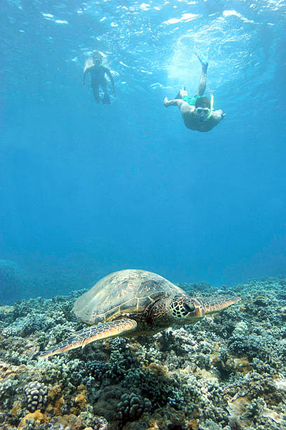 istock Snorkelers swim with Sea Turtle 108177506
