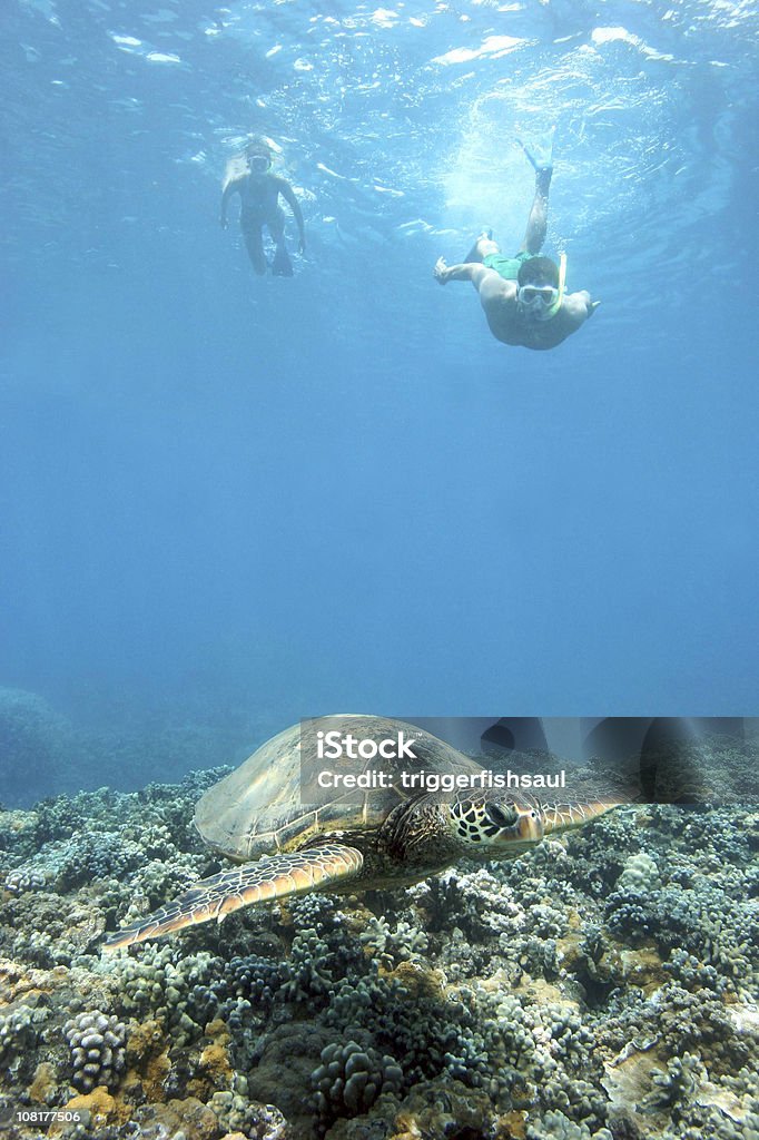 Snorkelers плавать с морскими черепахами - Стоковые фото Биг Айлэнд - Гавайские острова роялти-фри