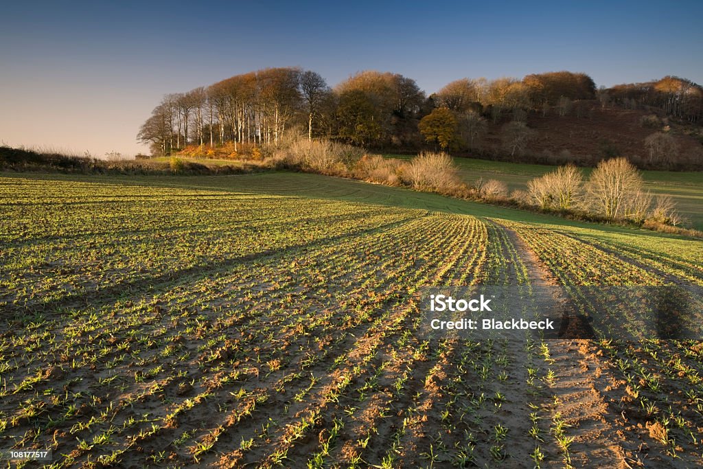 Campagne anglaise et Bosquet en fin d'après-midi Dimanche - Photo de Abstrait libre de droits