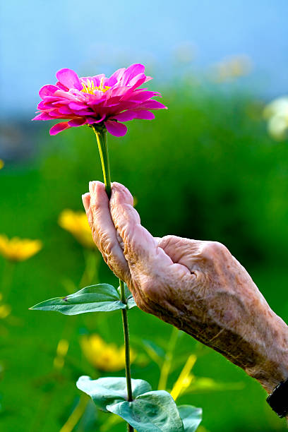 istock Senior Woman's Hand Holding Pink Flower 108177541