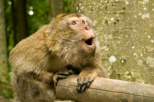 Monkey eatting banana and holding banana with peeling, setting on wooden one side of monkey
