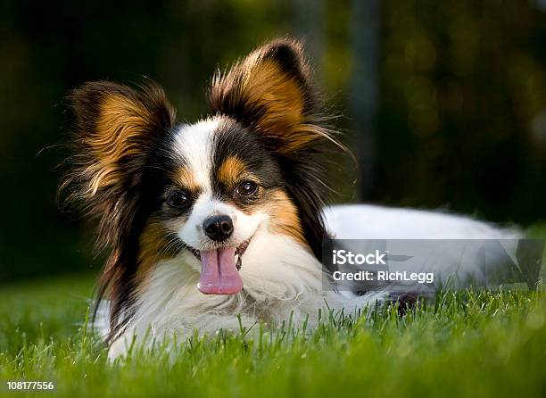 Photo libre de droit de Épagneul Papillon banque d'images et plus d'images libres de droit de Épagneul papillon - Épagneul papillon, Chien, Chien de concours