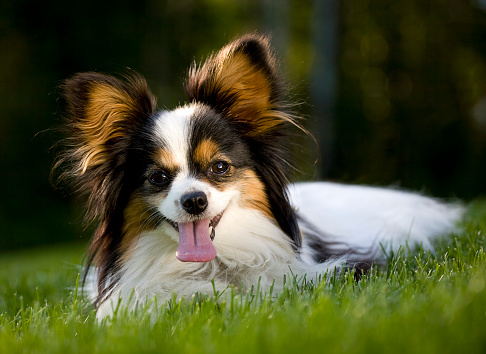 Tricolor Rough Collie poses in spring park on sunny day. Scottish Collie dog, Long-haired English Collie lies in nature on green grass with wild flowers. Portrait of cute friendly pet outdoor