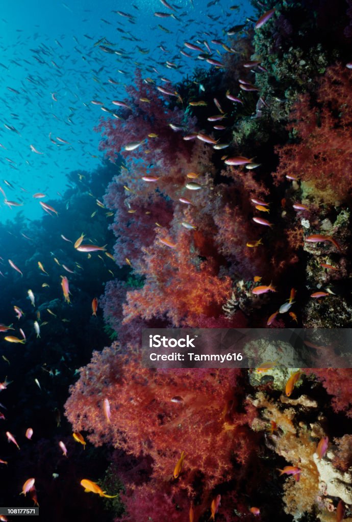 Exotic Soft Coral Reef  Alcyonarian Coral Stock Photo