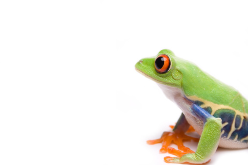 Frog with a tail isolated on a white background.