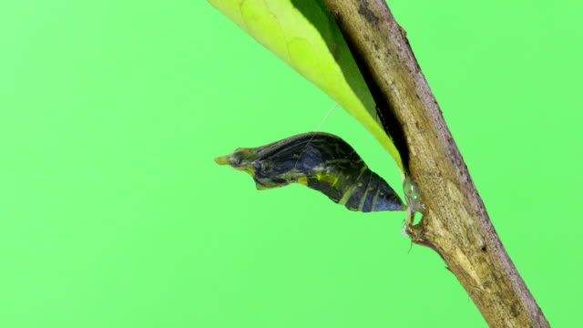 Butterfly emerging form cocoon green screen time lapse