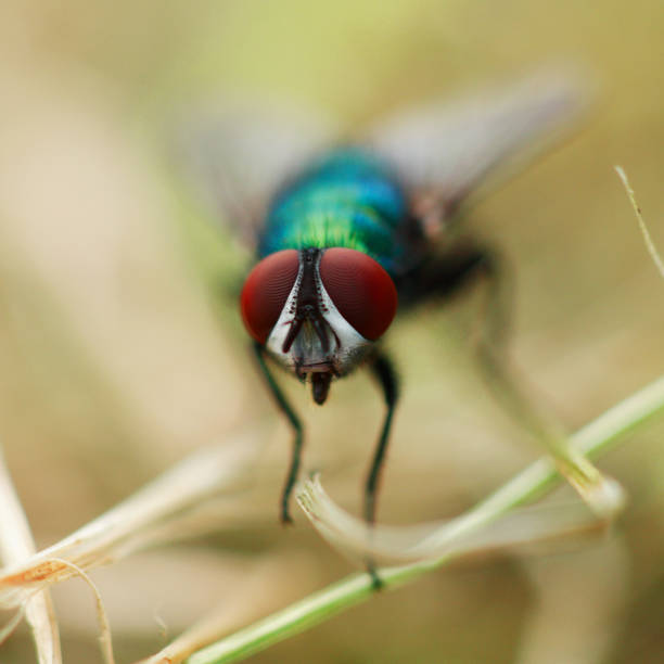 Fly macro blurred background sunlight, insect in the forest close up