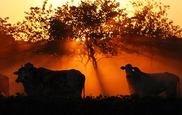istock Sunset with trees and cattle in field 108177809
