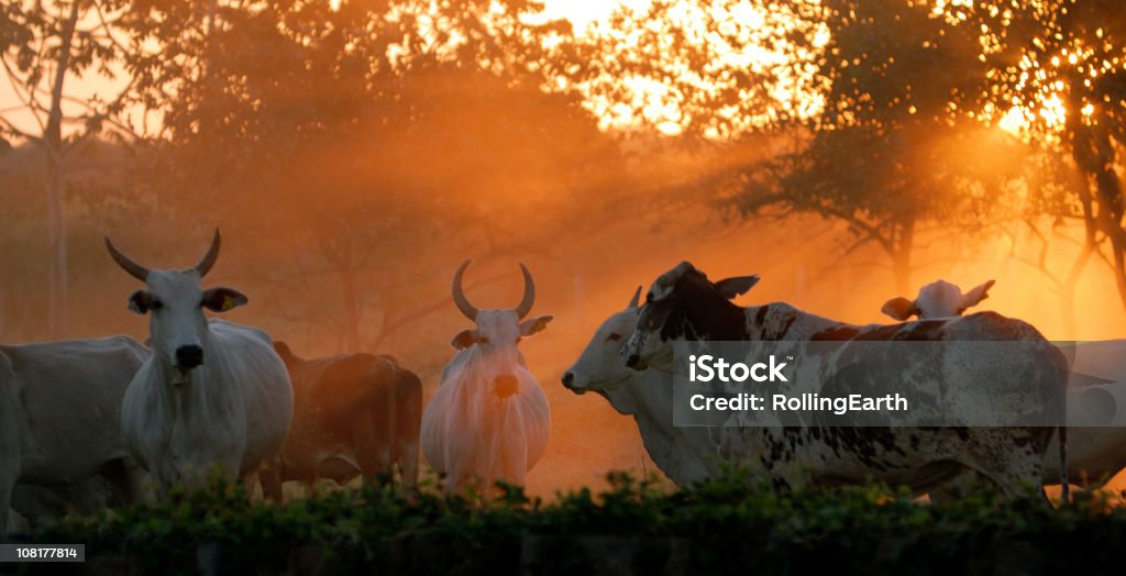 Bovins au coucher du soleil - Photo de Brésil libre de droits