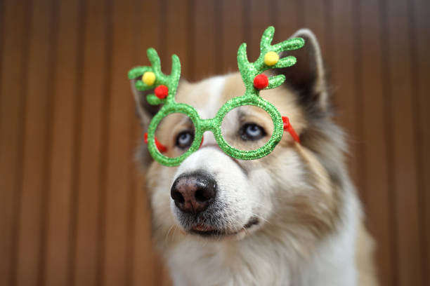 istock Funny Christmas decoration on mix breed dog head 1081778170