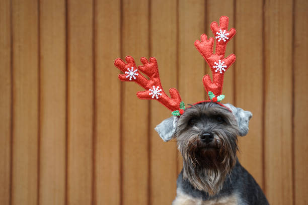istock Funny Christmas decoration on mix breed dog head 1081778218