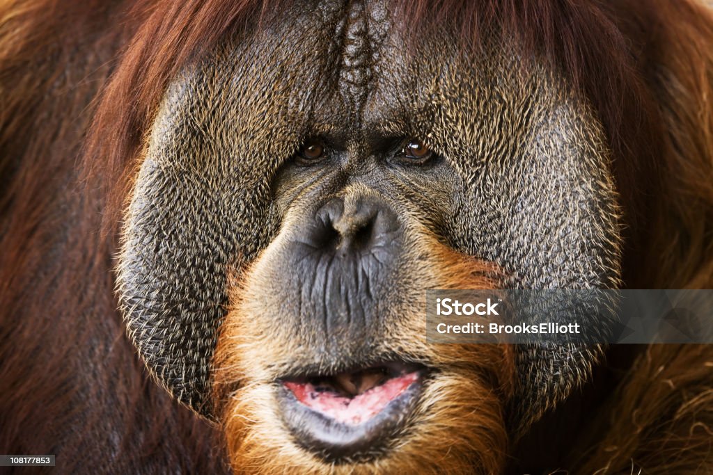 Primer plano de la cara Apes Orangután - Foto de stock de Aire libre libre de derechos
