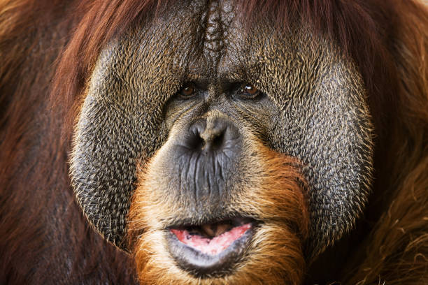 Close-up do rosto de Orangotango Apes - foto de acervo