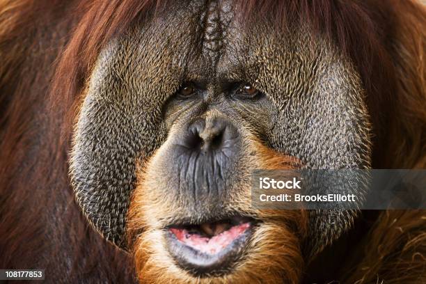 Closeup De Um Orangotango De Macacos Rosto - Fotografias de stock e mais imagens de Animal - Animal, Animal selvagem, Ao Ar Livre